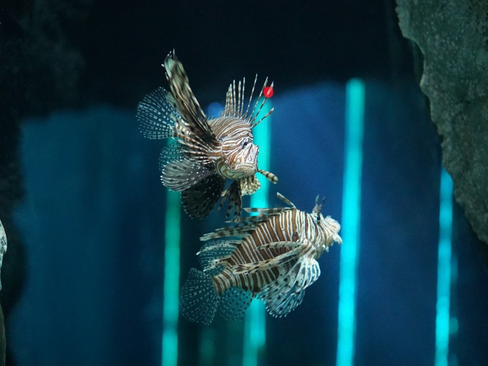 Underwater World Pattaya