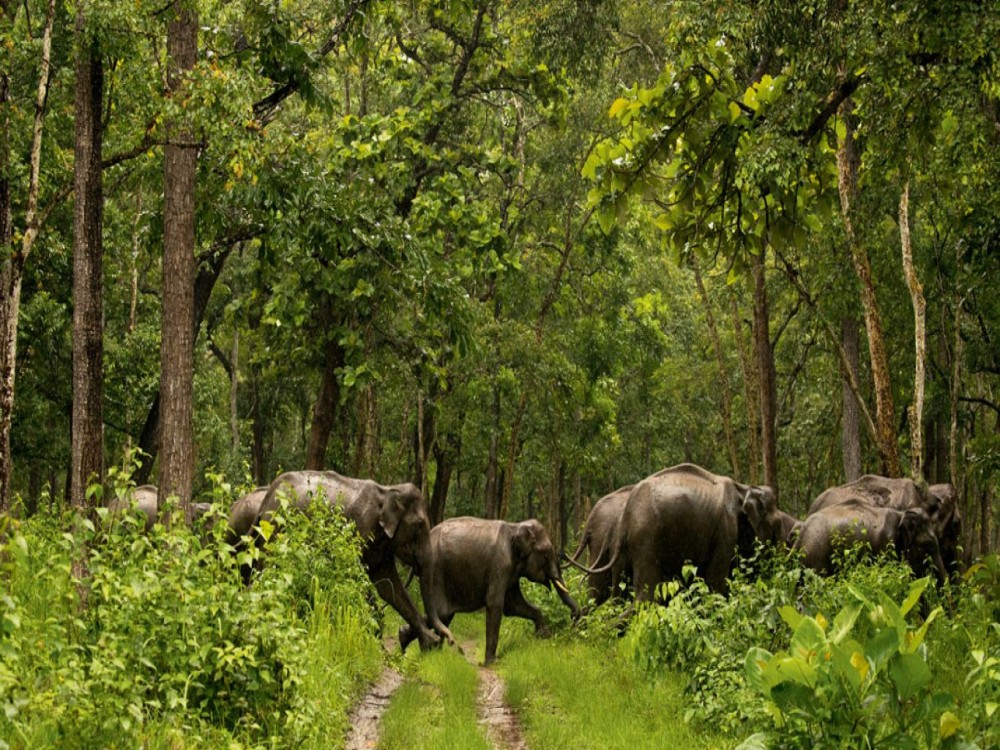 Ton Pariwat Wildlife Sanctuary