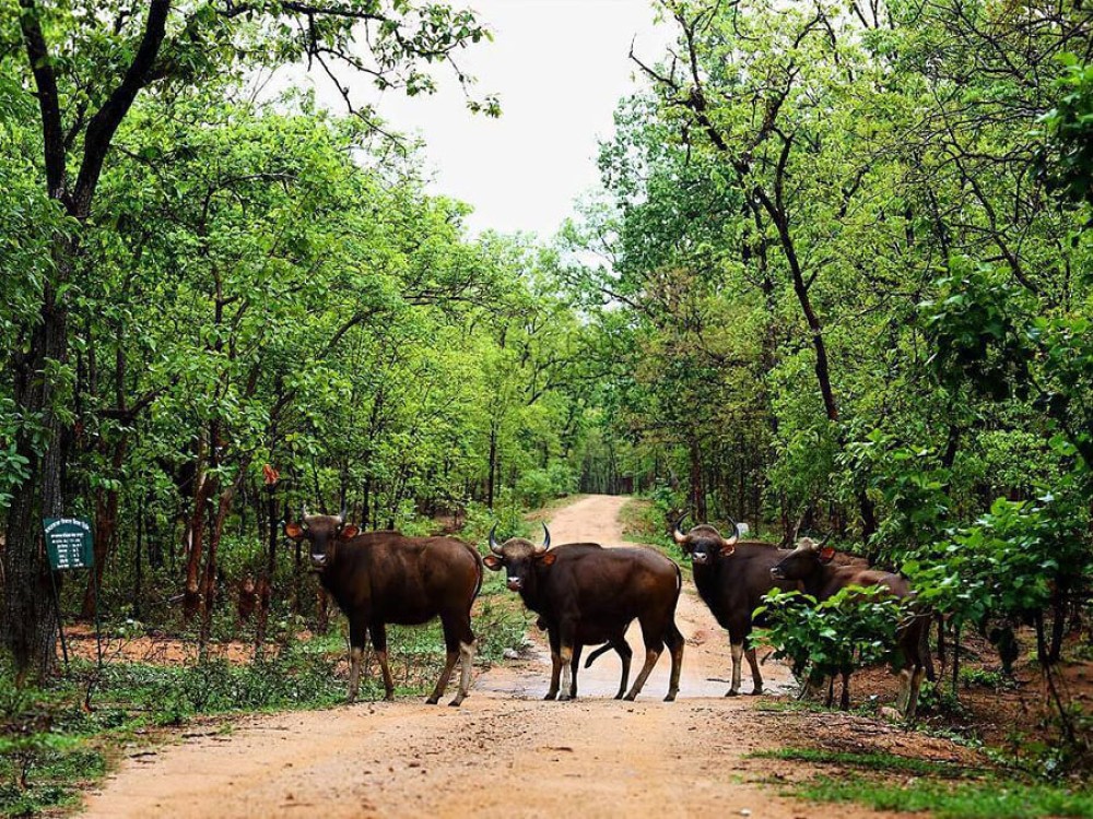 Ton Pariwat Wildlife Sanctuary
