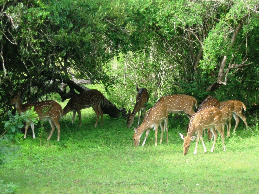Ton Pariwat Wildlife Sanctuary