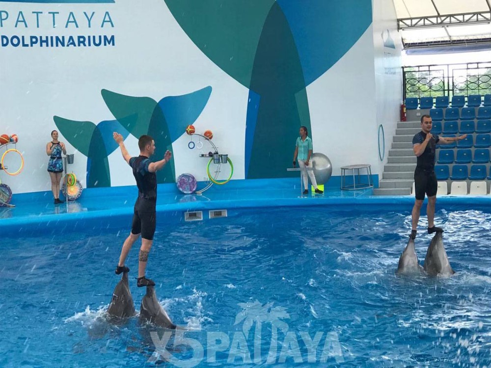 Pattaya Dolphin World