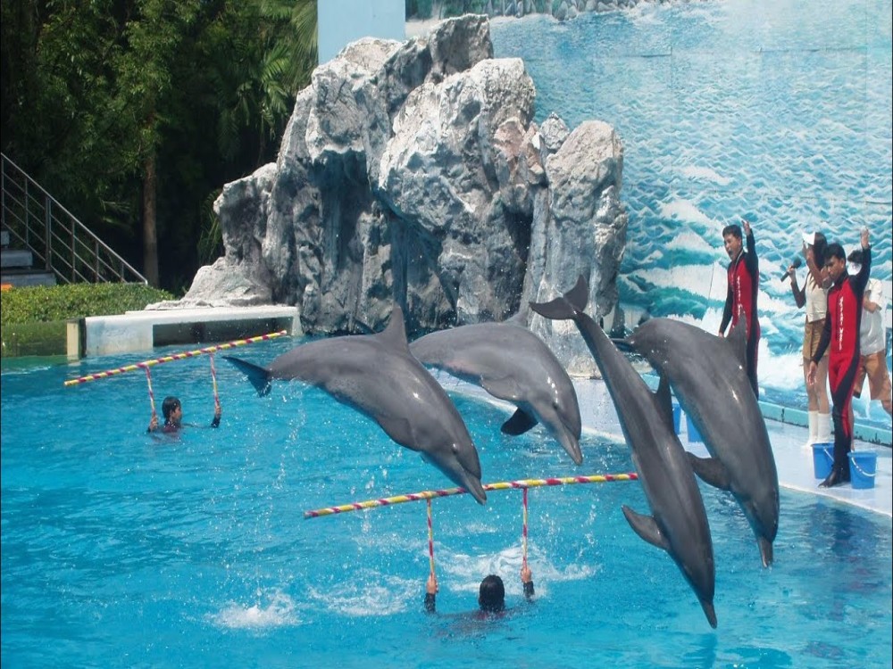 Pattaya Dolphin World