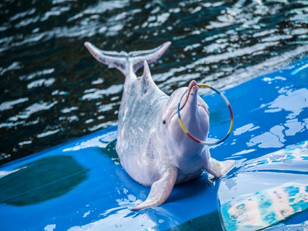 Pattaya Dolphin World