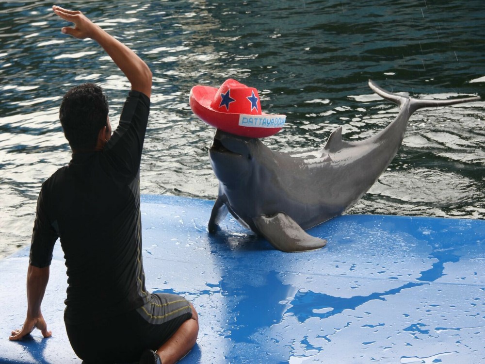 Pattaya Dolphin World