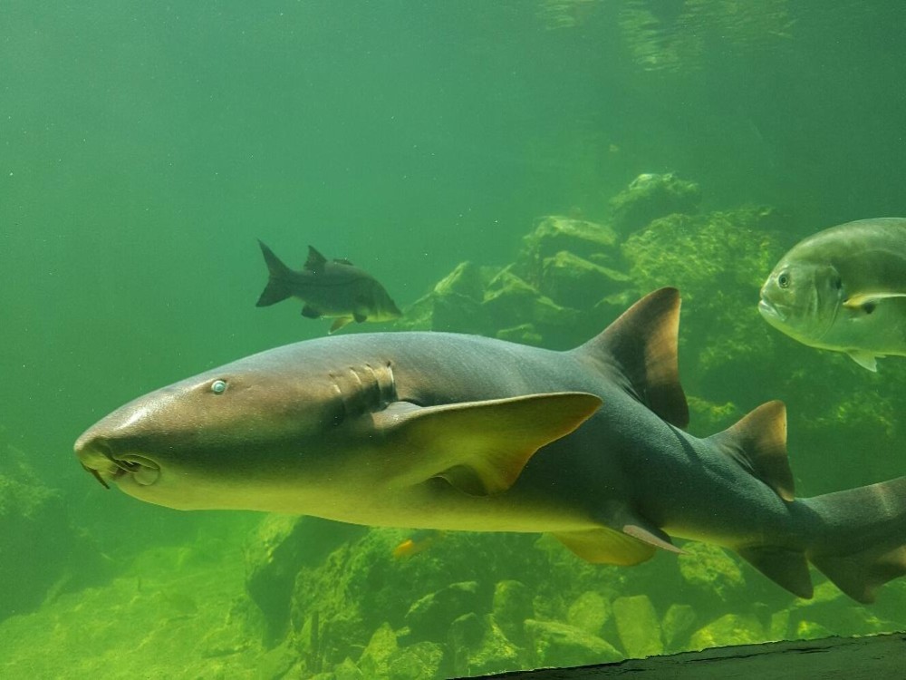 Marine World Aquarium