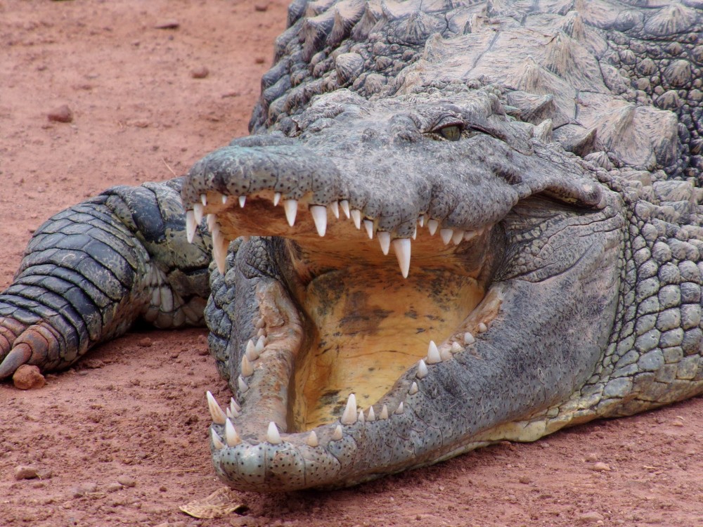 Crocoparc