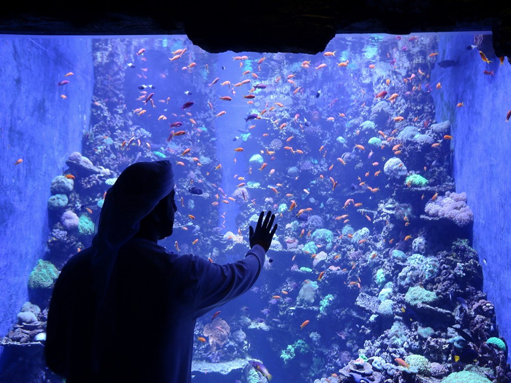 The National Aquarium Abu Dhabi