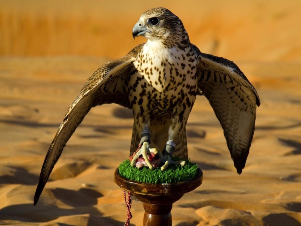 Abu Dhabi Falcon Hospital (ADFH)