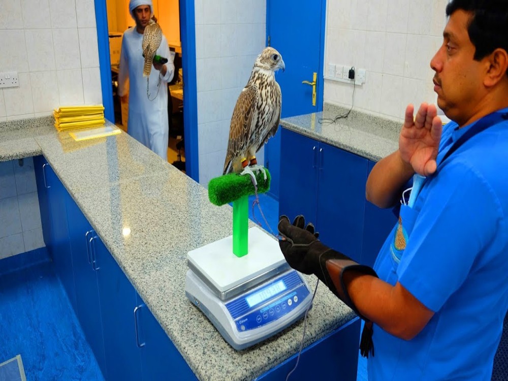 Abu Dhabi Falcon Hospital (ADFH)