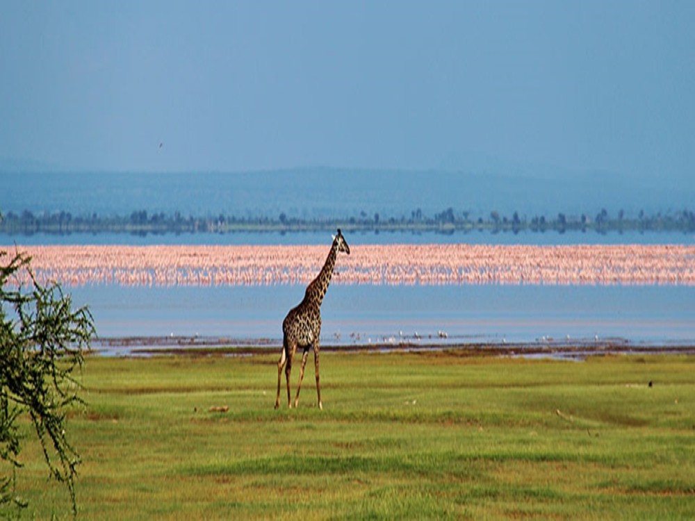 Lake Manyara National Park