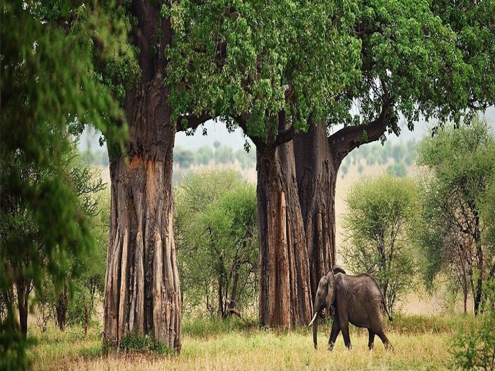 Tarangire National Park