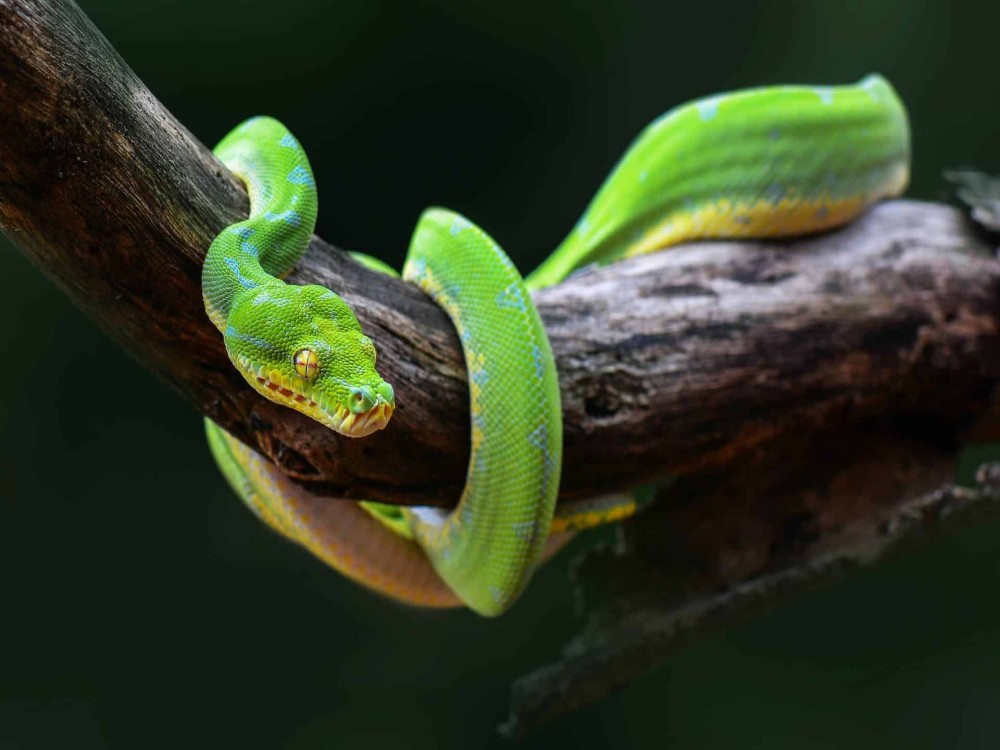 Meserani Snake Park