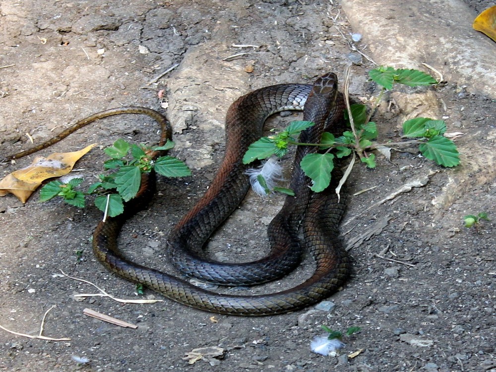Meserani Snake Park