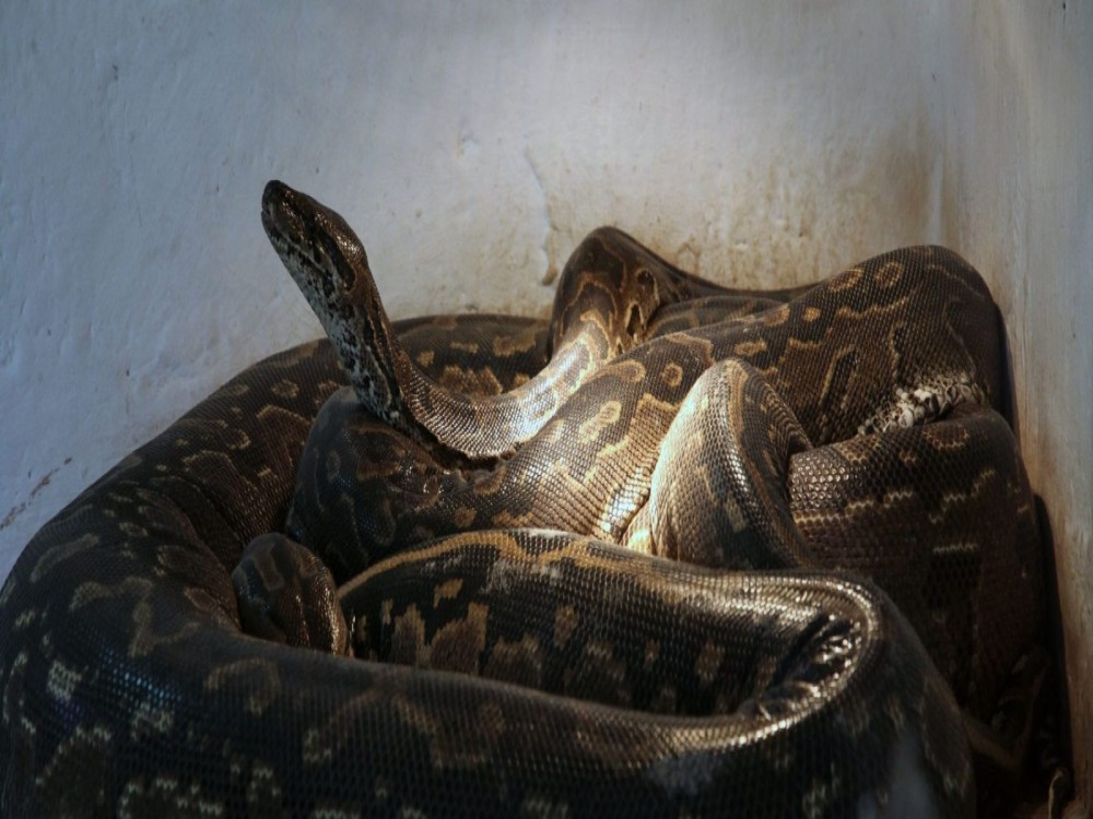 Meserani Snake Park