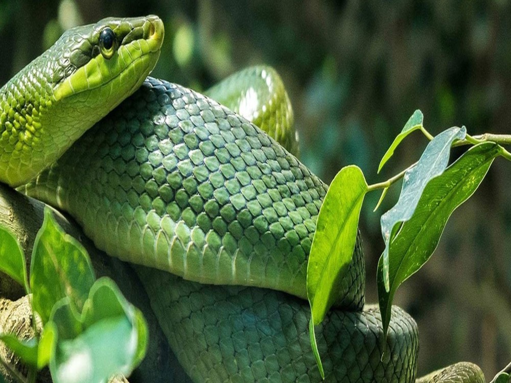 Meserani Snake Park