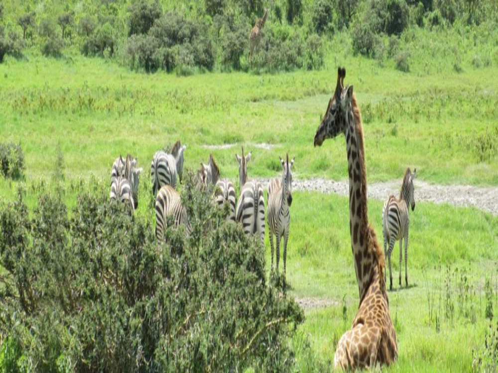 Arusha National Park