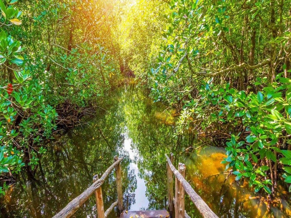 Jozani-Chwaka Bay National Park