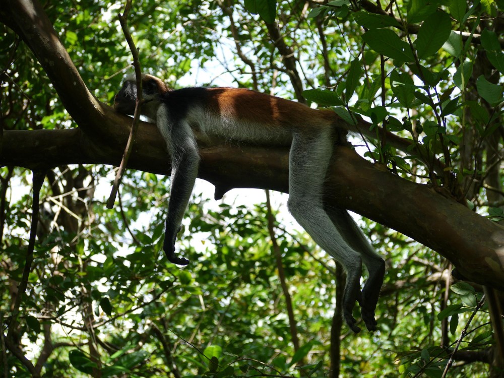 Jozani-Chwaka Bay National Park