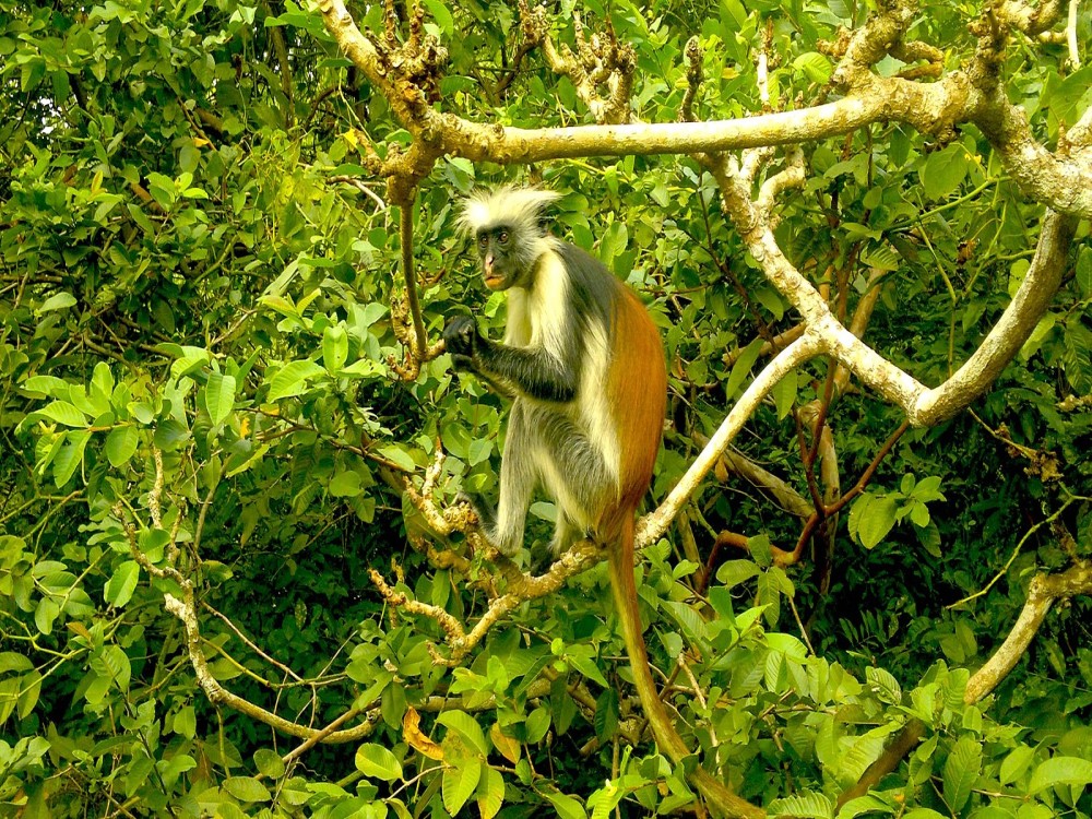 Jozani-Chwaka Bay National Park