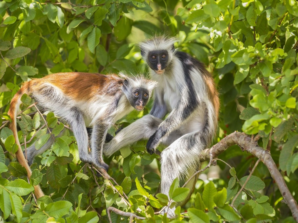 Jozani-Chwaka Bay National Park