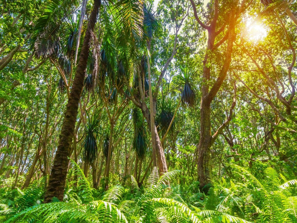Jozani-Chwaka Bay National Park
