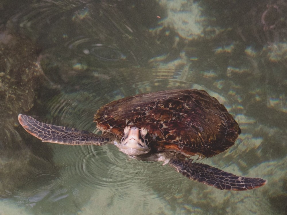  Nungwi Mnarani Aquarium and Marine Turtle Conservation Lagoon