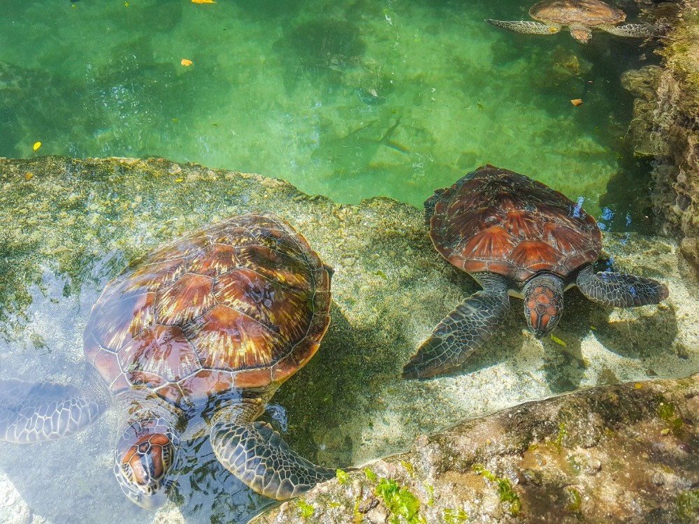  Nungwi Mnarani Aquarium and Marine Turtle Conservation Lagoon