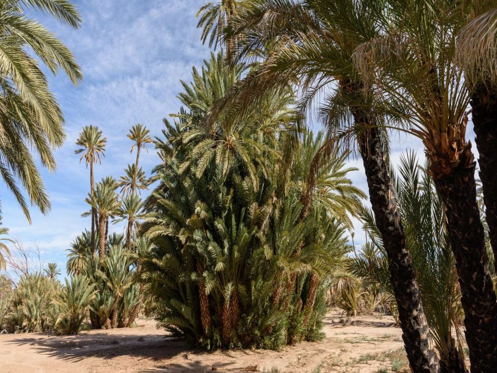 Palmeraie