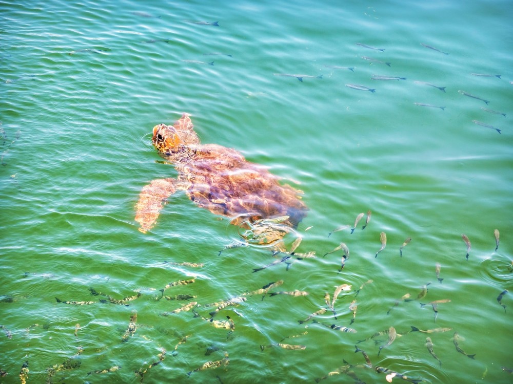 Iztuzu Beach (Turtle Beach)