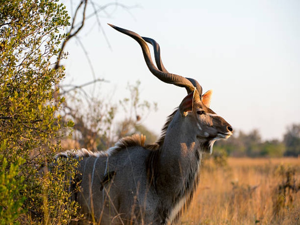 Chobe National Park