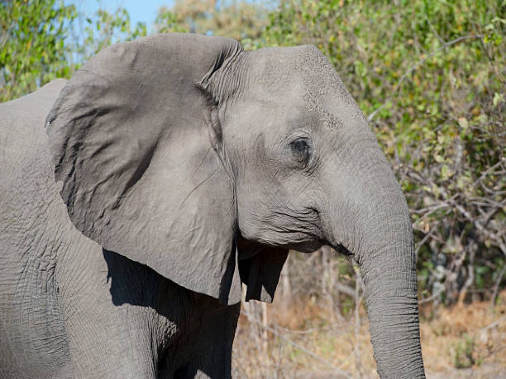 Chobe National Park