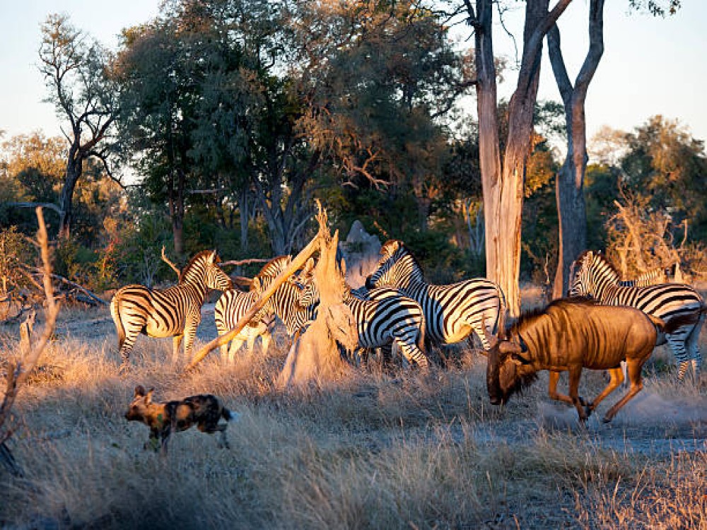 Chobe National Park