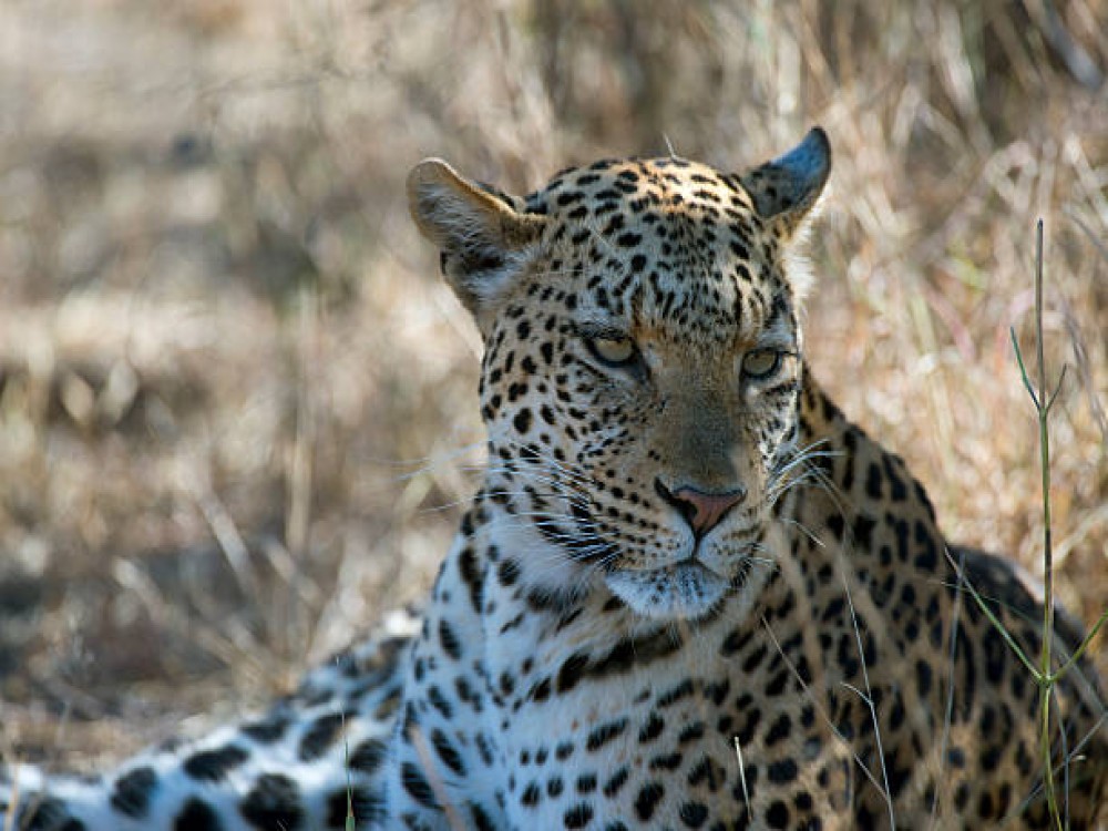 Chobe National Park