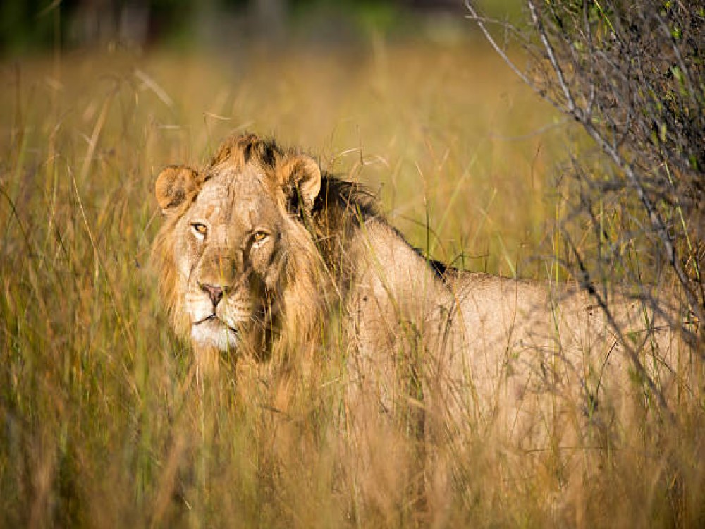 Chobe National Park