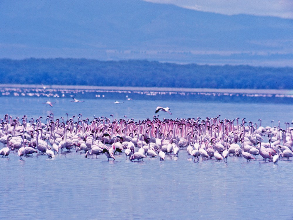 Lake Naivasha