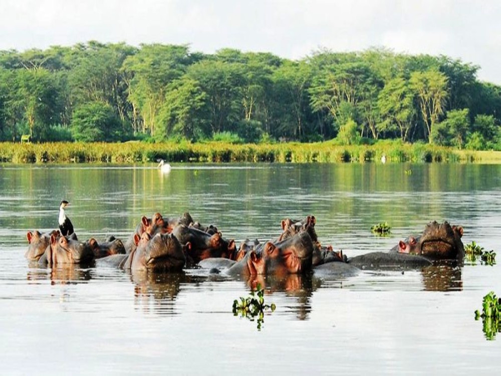 Lake Naivasha