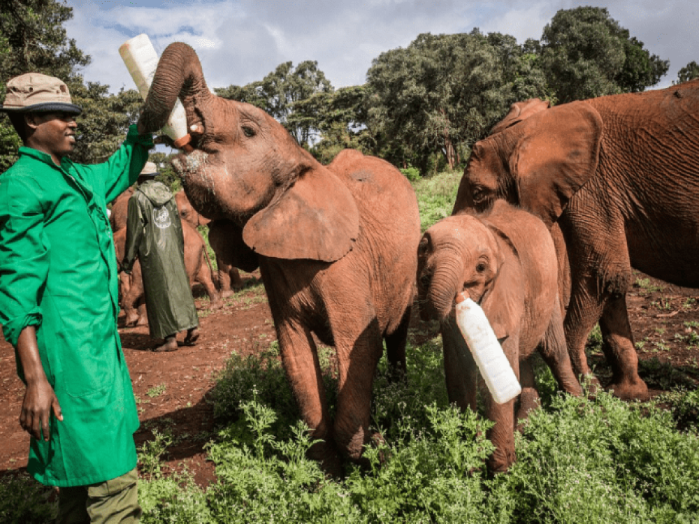 Sheldrick Wildlife Trust