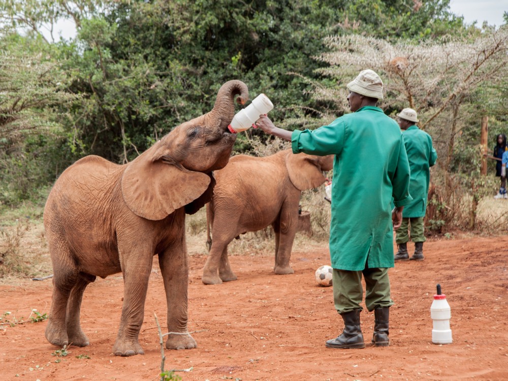 Sheldrick Wildlife Trust