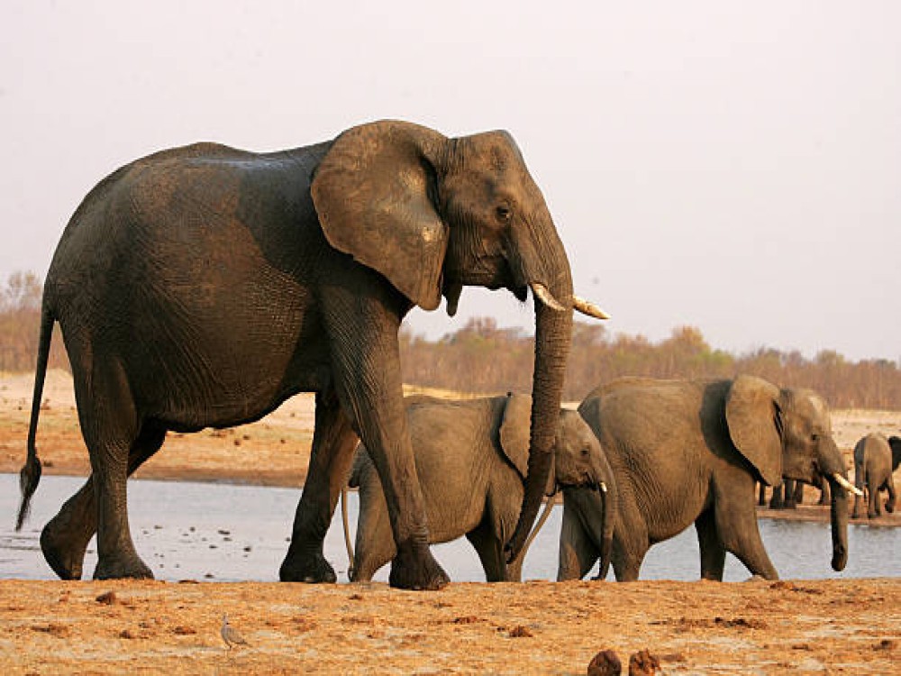 Hwange National Park