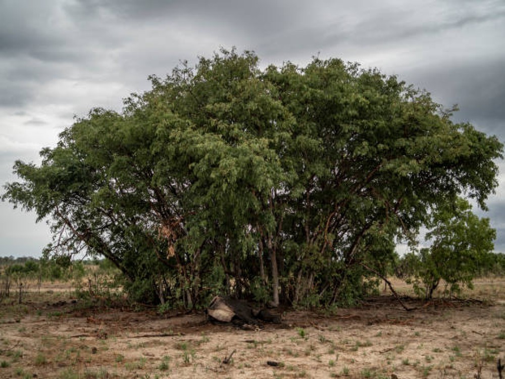 Hwange National Park