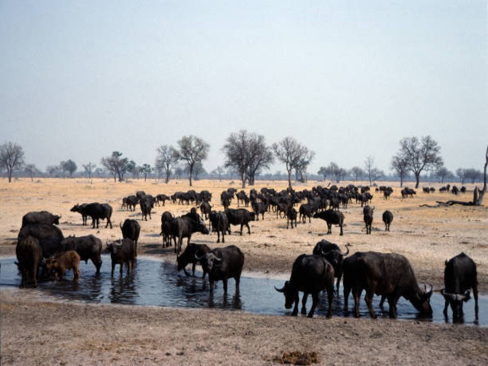 Hwange National Park