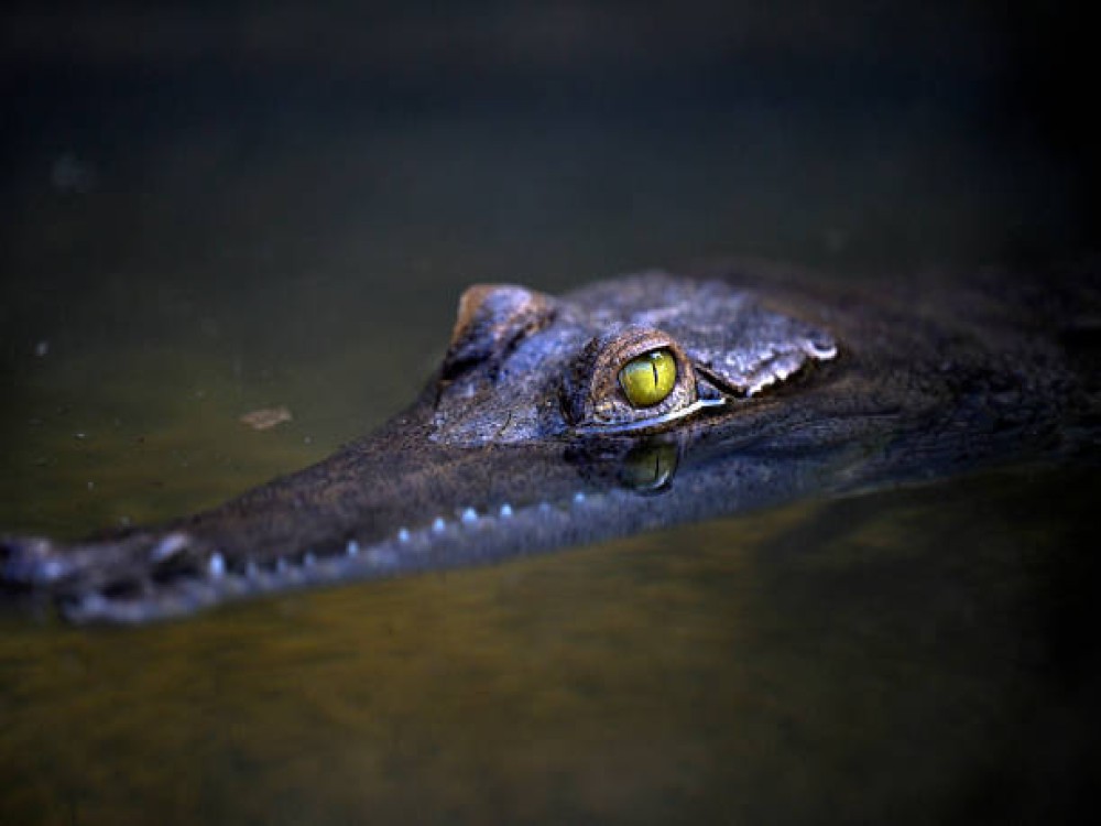 Victoria Falls Crocodile Farm