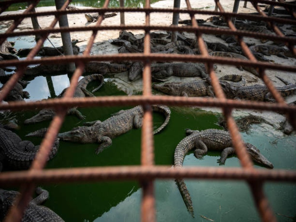 Victoria Falls Crocodile Farm