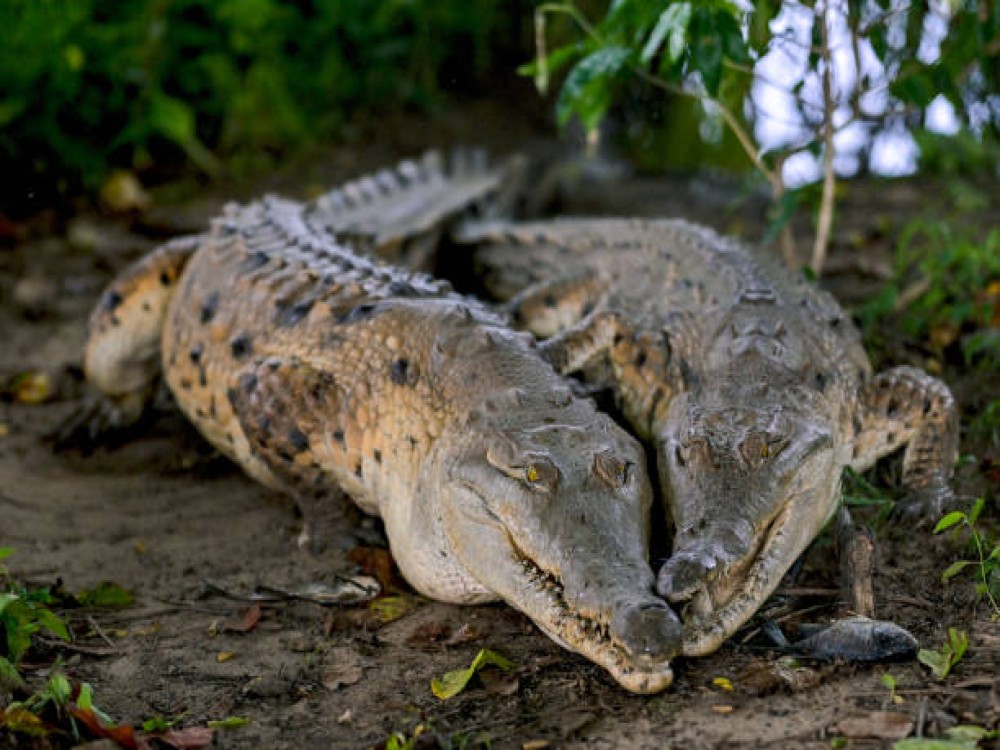 Victoria Falls Crocodile Farm