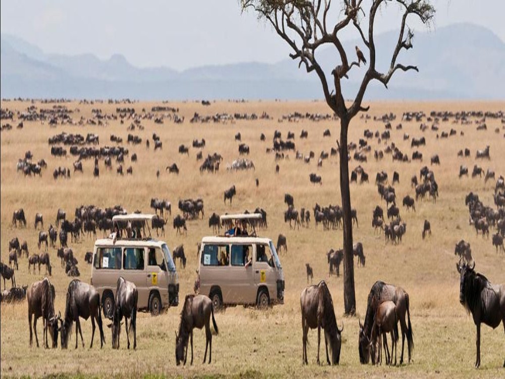 Masai Mara National Reserve 
