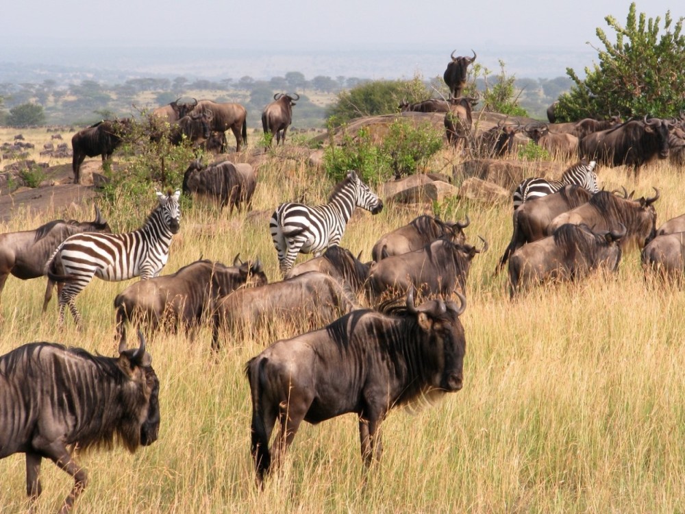 Masai Mara National Reserve 