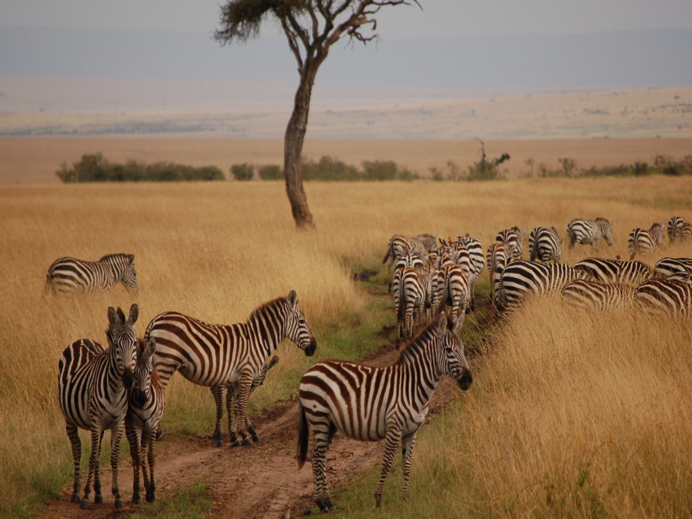 Masai Mara National Reserve 