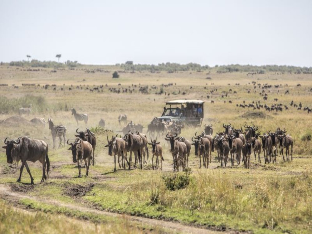 Masai Mara National Reserve 