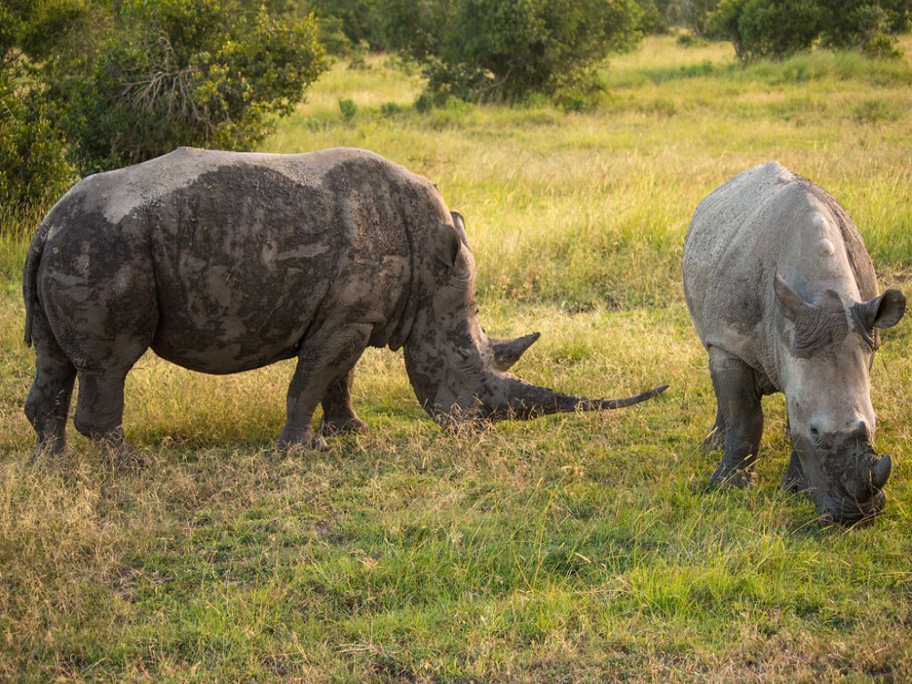 Ol Pejeta Conservancy