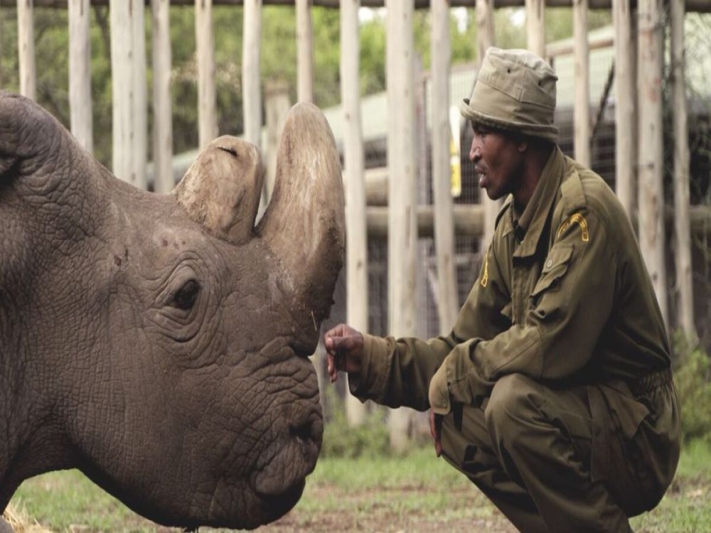 Ol Pejeta Conservancy